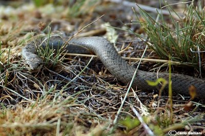 Colubro liscio-Smooth Snake (Coronella austriaca)