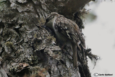 Rampichino alpestre -(Eurasian TreecreeperCerthia familiaris)