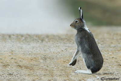 Lepre alpina-Mountain Hare (Lepus timidus)