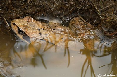 Rana temporaria- Common Frog (Rana temporaria)