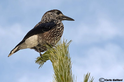 Nocciolaia- Spotted Nutcracker(Nucifraga caryocatactes)