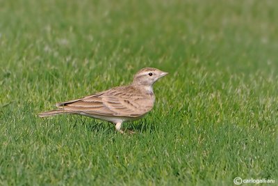 Calandrella-Greater Short-toed Lark (Calandrella brachydactyla)