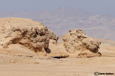 Ras Mohammed-la roccia del leone