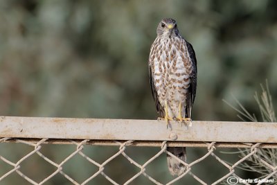 Sparviere levantino (Accipiter brevipes)