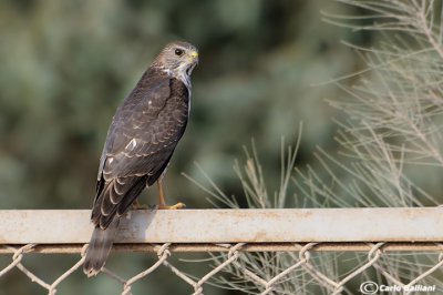 Sparviere levantino-Levant Sparrowhawk  (Accipiter brevipes)