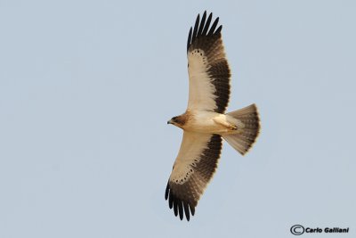 Aquila minore (Aquila pennata)