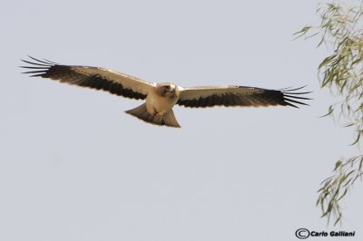 Aquila minore (Aquila pennata)