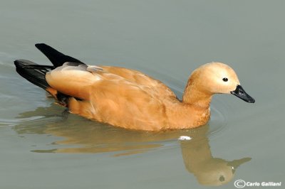 Casarca-Ruddy Shelduck (Tadorna ferruginea)