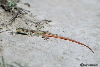 Acantodattilo codarossa- Spiny-footed Lizard (Acanthodactylus erythrurus)