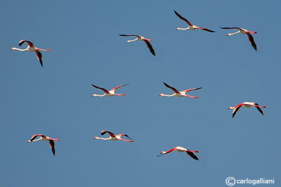 Fenicottero- Greater Flamingo (Phoenicopterus roseus)