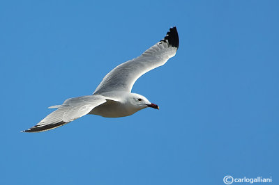 Gabbiano corso- Audouin's Gull (Larus audouinii)