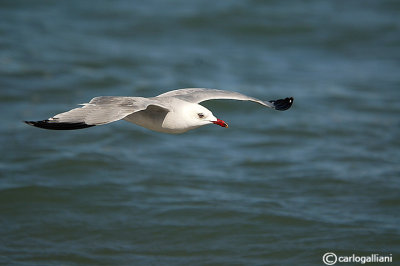 Gabbiano corso- Audouin's Gull (Larus audouinii)