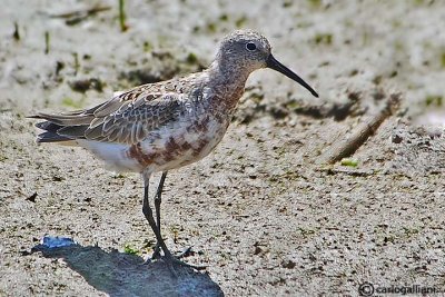 Piovanello- Curlew Sandpiper (Calidris ferruginea)