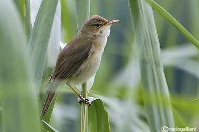 Cannaiola verdognola-Marsh Warbler (Acrocephalus palustris)