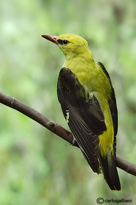 Rigogolo- Eurasian Golden Oriole(Oriolus oriolus)