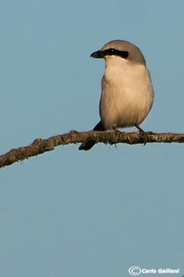 Averla maggiore- Great Grey Shrike (Lanius excubitor)