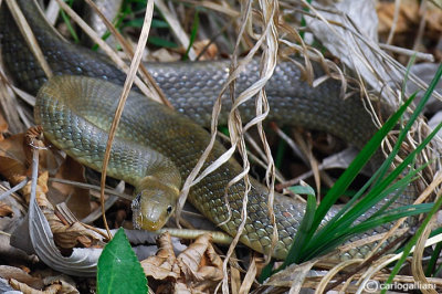 Saettone -Aesculapian Snake  (Zamenis longissimus )