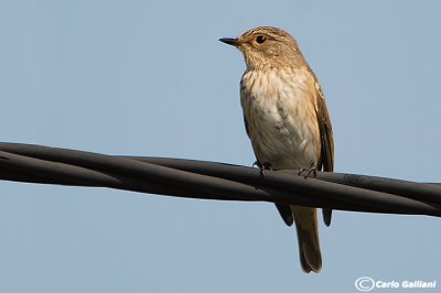 Pigliamosche-Spotted Flycatcher (Muscicapa striata)
