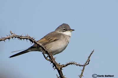 Sterpazzola- Common Whitethroat (Sylvia communis)