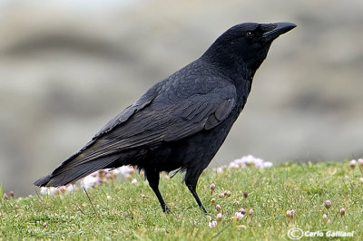 Cornacchia nera- Carrion Crow (Corvus corone)