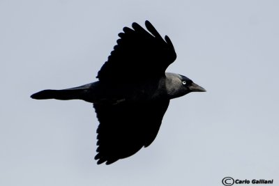 Taccola -Eurasian Jackdaw (Corvus monedula)