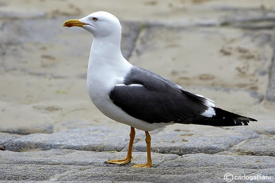 Zafferano-Lesser Black-backed Gull  (Larus fuscus)