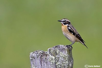 Stiaccino-Whinchat(Saxicola rubetra)