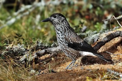 Nocciolaia- Spotted Nutcracker(Nucifraga caryocatactes)