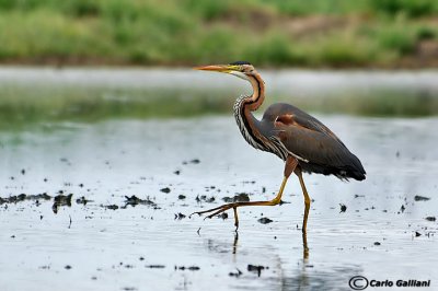 Airone rosso (Ardea purpurea)