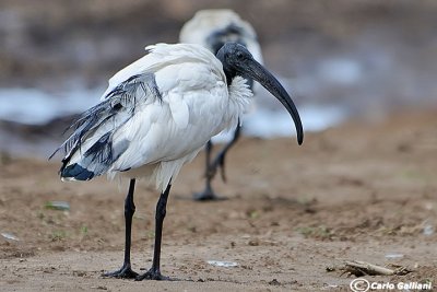 Ibis sacro -Sacred Ibis (Threskiornis aethiopicus)