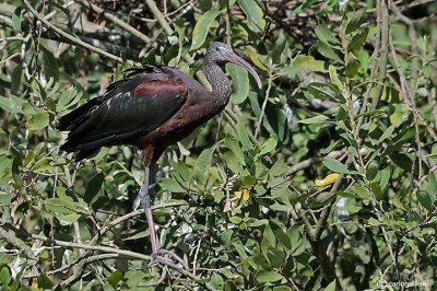 Mignattaio -Glossy Ibis (Plegadis falcinellus)