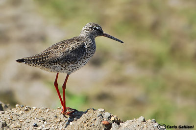 Pettegola- Common Redshank (Tringa totanus)