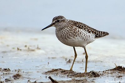 Piro piro boschereccio-Wood Sandpiper  (Tringa glareola)