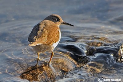 Piro piro piccolo-Common Sandpiper  (Actitis hypoleucos)