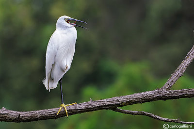 Garzetta- Little Egret (Egretta garzetta)