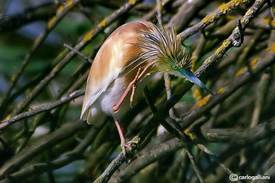 Sgarza ciuffetto-Squacco Heron  (Ardeola ralloides)