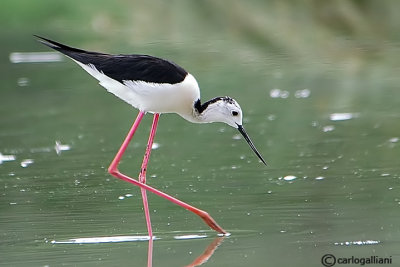 Cavaliere d'Italia-Black-winged Stilt  (Himantopus himantopus)