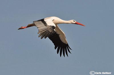 Cicogna bianca (Ciconia ciconia)