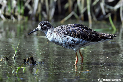 Combattente (Philomachus pugnax)