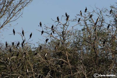 Oldenico-colonia di cormorani