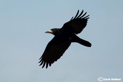 Corvo (Corvus frugilegus)