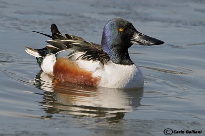 Mestolone-Northern Shoveler  (Anas clypeata)