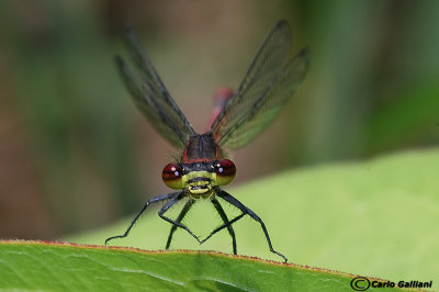 Pyrrhosoma nymphula