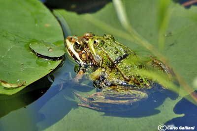 Rana verde-Green Frog (Pelophylax kl. sp.)