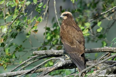 Falco di palude-Western Marsh Harrier  (Circus aeruginosus)