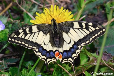   Papilio machaon