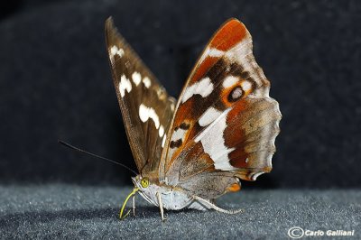 Apatura iris