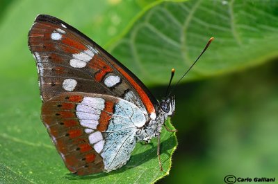   Limenitis reducta