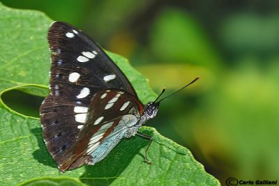   Limenitis reducta