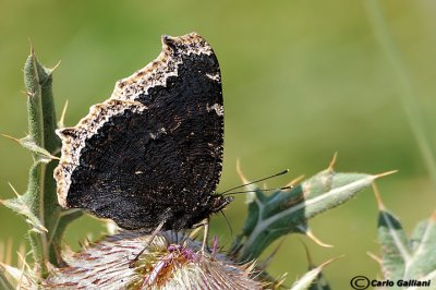 Nymphalis antiopa